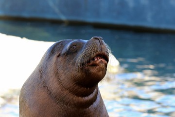 Fototapeta premium foca