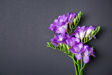 Beautiful freesia flowers on dark background
