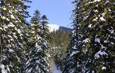 Fototapeta premium snow-covered spruce in the forest