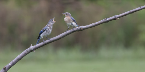 Female Eastern Bluebird Feeding Fledgling 