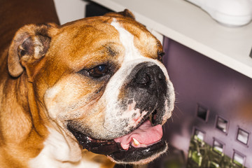 Fototapeta premium portrait of dog of the english bulldog breed
