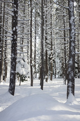 Trees In Winter, Tahoe