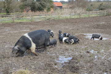 Mother Pig with Piglets 