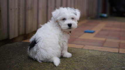 Maltese Shih Tzu Puppy