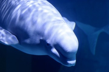 Fototapeta premium beluga