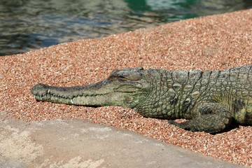 alligator