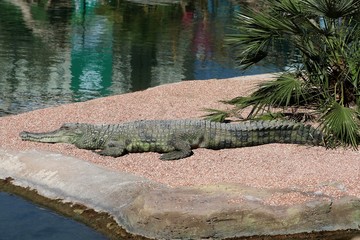 alligator