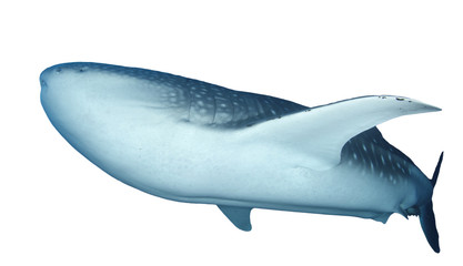 Whale Shark isolated on white background