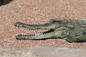 alligator