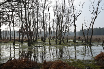 Obraz premium New Forest Views