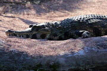 alligator
