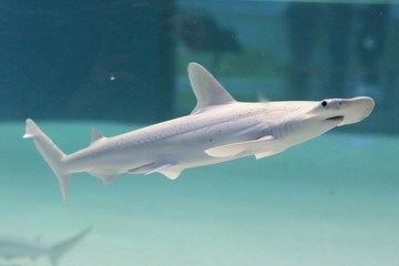 shark