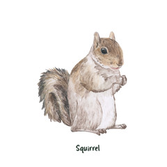 Illustration of squirrel  © Rawpixel.com