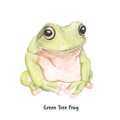Illustration of green tree frog 