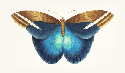 Illustration of animal artwork  © Rawpixel.com