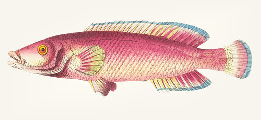 Illustration of animal artwork 