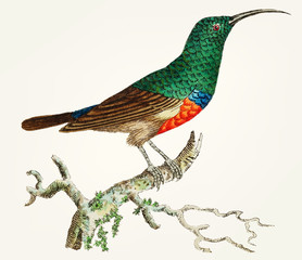 Illustration of animal artwork 