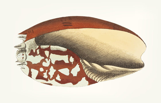 Illustration of animal artwork 