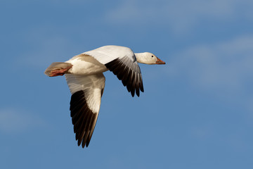 Snow Goose in Flight