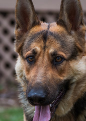 Portrait of German Shepherd dog