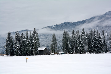 Leavenworth Snow Trees