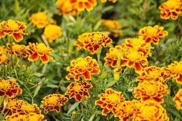 Flower garden decorated for the beauty of the place. Dusit Palace in Bangkok Thailand