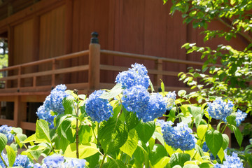 薬師堂のあじさい