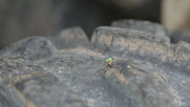 fli on the offroad wheel world of insects and bugs