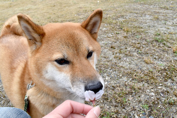 柴犬・桜