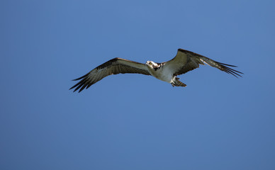 adult osprey soars high on a windy day