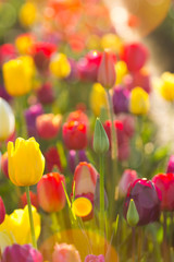Sunlight on Fields of Tulips Flowers Spring season