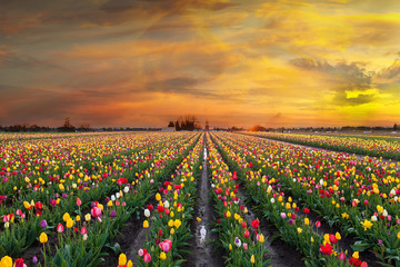 Sunset at Tulip Fields in Bloom in Oregon Spring season