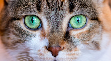 Cat Eyes - Powered by Adobe