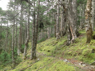 雪山登山道のニイタカトドマツ黒森林
