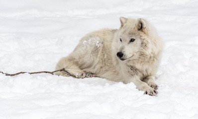 Arctic Wolf Lying on the Snow.