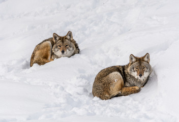 Duo of Coyotes Lying on the Snow