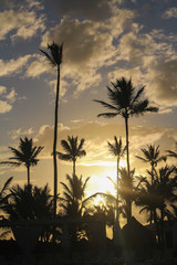 Palm Tree Silhouette