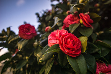 Early blooming flowers on a tree in springtime on a sunny day