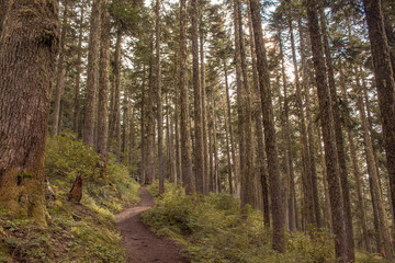 Winding dirt path through the trees