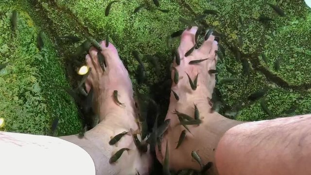 魚〜足の角質を掃除〜ドクターフィッシュ〜こそばゆい