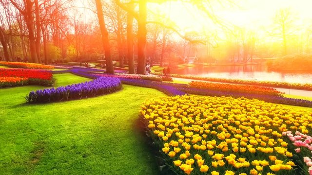 Movement along flowerbeds on lawn in park on sunset background