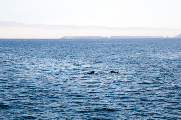 Fototapeta premium Playful Dolphins near Channels Islands, California