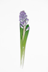 Lilac hyacinth flower on white background. Flatlay, top view