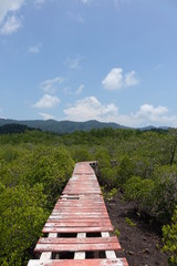 Fototapeta na wymiar mangroven steg auf koh chang in thailand. traumhafte landschaft, ruhige Umgebung.