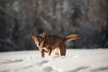Labrador Retriever Dog In Action