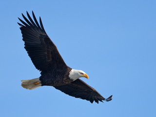Bald eagle in flight (clipping path included) - 197436605