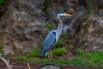 Colusa Wildlife Refuge