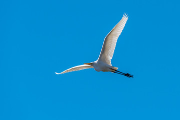 Colusa Wildlife Refuge
