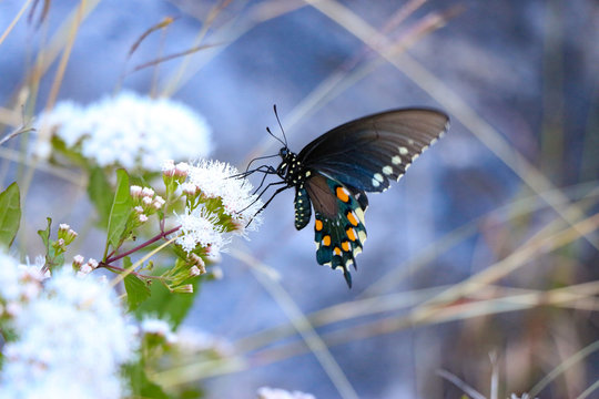 Hill Country Butterfly