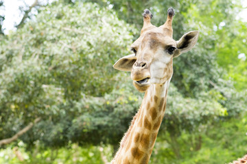 Giraffe in the zoo